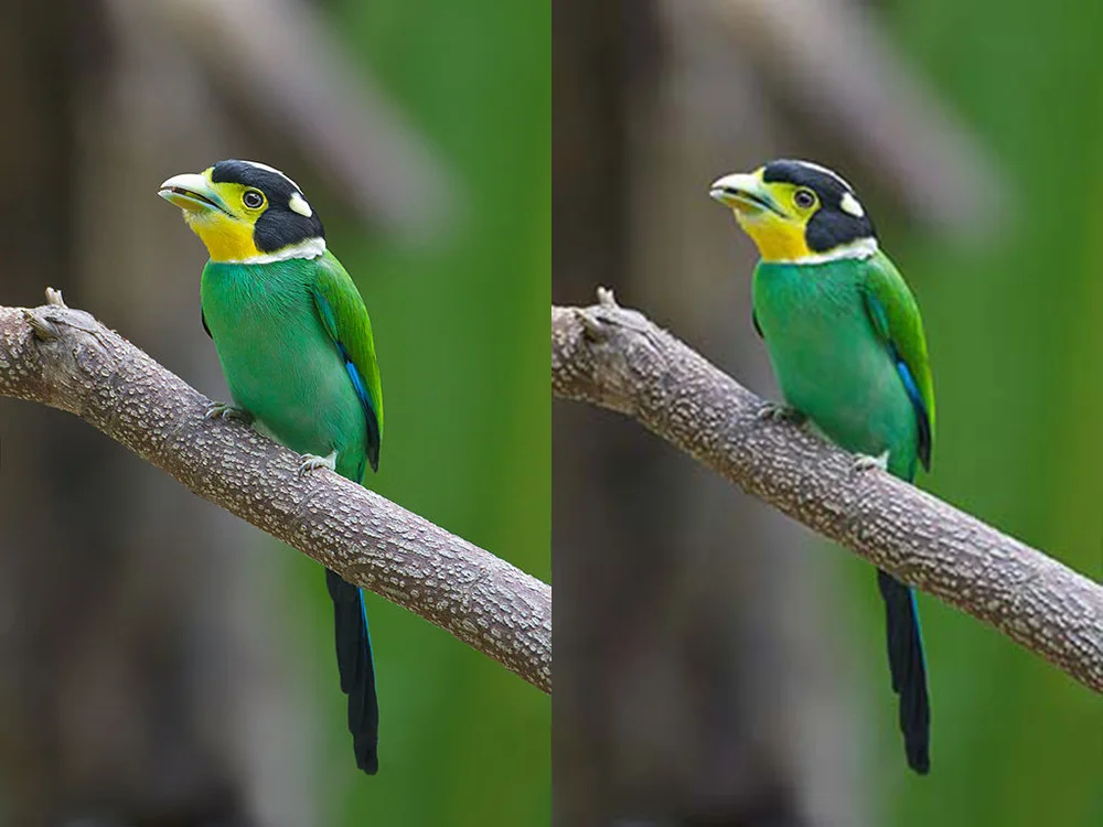 Side-by-side comparison of the same bird photo with a cleaner version and an over-compressed JPG version.