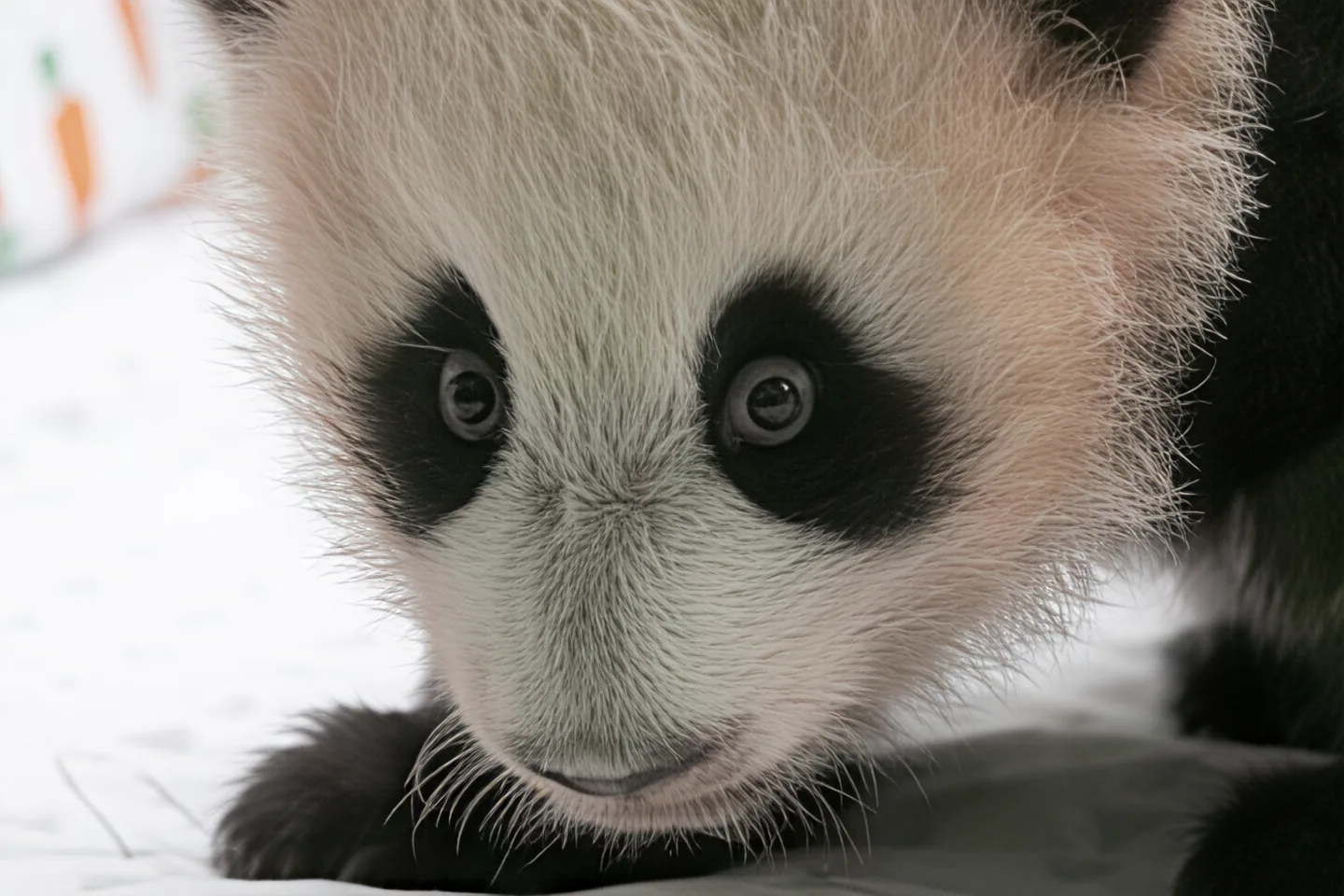 Example animal image after upscaling