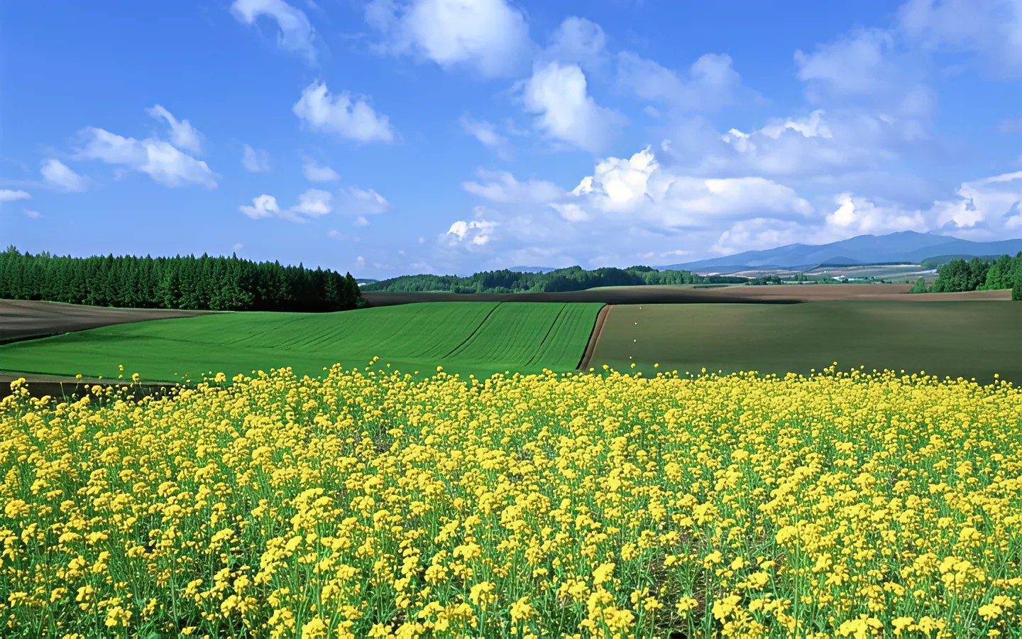 Example field landscape image after upscaling
