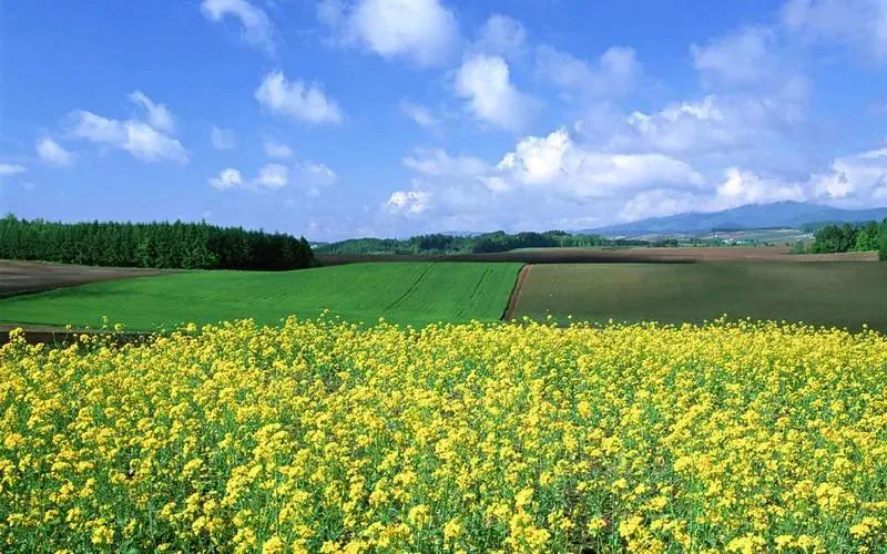 Example field landscape image before upscaling